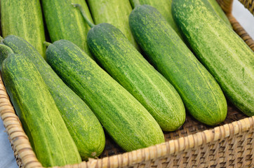 Many green cucumbers in basket