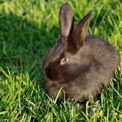 Black rabbit on the grass
