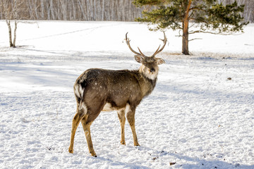 Marals in Kazakhstan