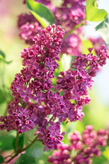 Obraz premium Closeup purple lilac flower branch on a green background, springtime