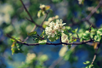 flowered tree