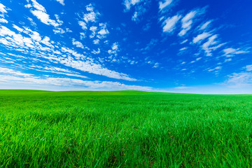 Obraz premium Green Field and Beautiful Sunset