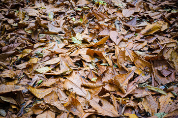 Dead leaves in garden for backgrounds and textures