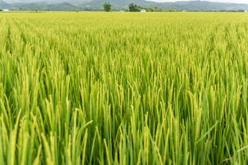 Paddy field in Taiwan