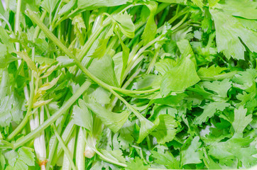 Green fresh salad leaves close up
