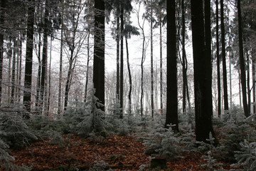 Obraz premium Winterwald