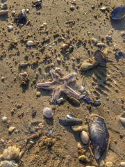 Star in the sand
