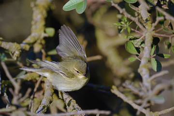 Willow Warbler (Phylloscopus trochilus)