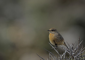European stonechat (Saxicola rubicola), Greece