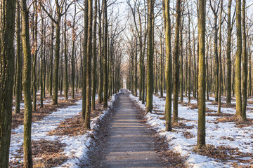 winter walkway in park and trees covered with ice. Green trunks