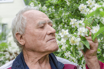 An elderly man is smelling jasmine flowers