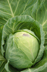 Cabbage varieties, "the June early" is growing in the garden