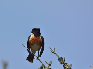 European Stonechat (Saxicola rubicola), Greece