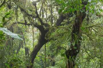 Fototapeta na wymiar Wild jungle landscape