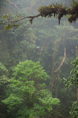 Wild jungle landscape