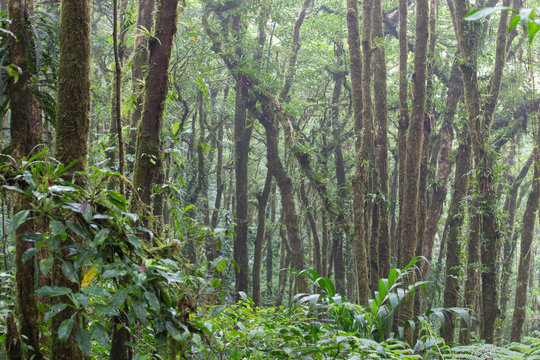 Fototapeta Wild jungle landscape