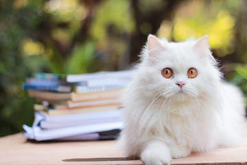 Persian cat looking at camera on table wooden, bokeh background