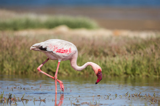 Lesser flamingo (Phoeniconaias minor), Sandwich harbor, Namibia