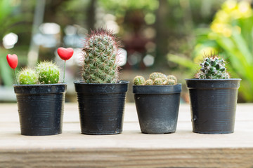 Cactus on plank wood with red heart