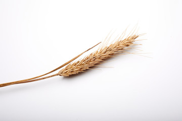 cereal plant on the white