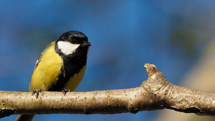 Titmouse on a branch - (Parus major)