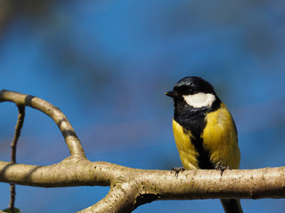 Titmouse on a branch - (Parus major)