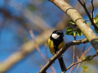 Titmouse on a branch - (Parus major)