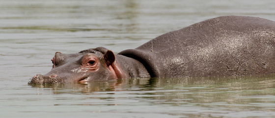 Hippopotame, Hippopotamusa amphibius, Parc national Kruger, Afrique du Sud