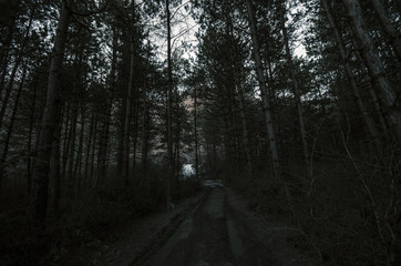 Obraz premium Horror Concept. Spooky foggy pine forest at night. Azerbaijan Sheki