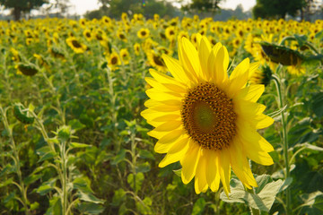 Sunflowers