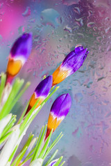 Obraz na płótnie Canvas Elegant flowers of Crocus behind the wet window with realistic rain drops. Abstract background, modern halftones with raindrops, blurred style. Delicate tints for modern pattern, wallpaper, banner
