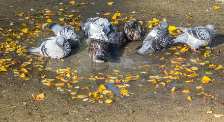 Pigeons © Jowita