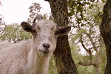 face of a goat