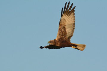 Western Marsh Harrier (Circus aeruginosus), Greece