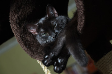 Green-eyed black cat lying on a lounger and watching