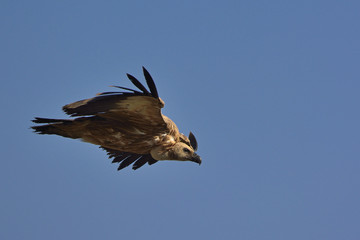 Griffon Vulture (Gyps fulvus), Greece