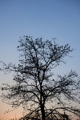 Silhouette of dead trees with the sky in evening.