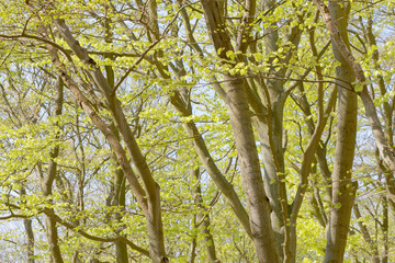 Beech forest with bright green leaf in the spring time