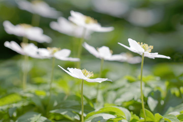 Group of wood anemone