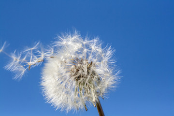 Dandelion seeds in the Wind