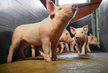 Schweinestall - Ferkel schaut neugierig in einem geöffneten Umtreibe - Gang  © Countrypixel