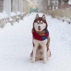 Siberian Husky puppy dog wearing red, brown scarf sitting on snow.