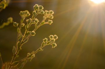 Daisy flower and meadow in sunset.