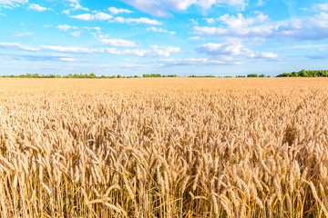 Weizenfeld im Sommer
