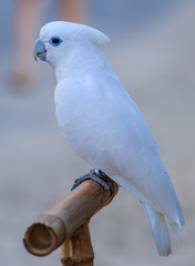 White  Cockatoo parrot bird