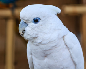 White  Cockatoo parrot bird