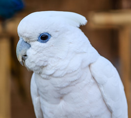 White  Cockatoo parrot bird