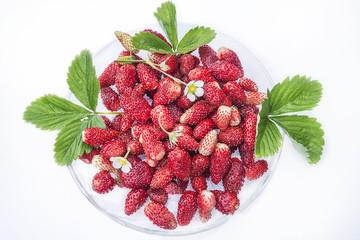 wild strawberries on transparent plate and white background