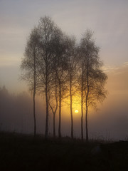 Morning on the fiel with tree,sun and fog