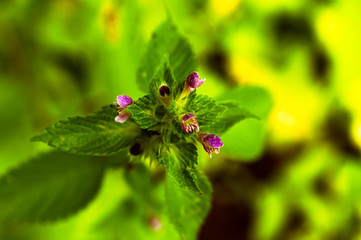 Peppermint or menta piperta herb as background focus closeup view